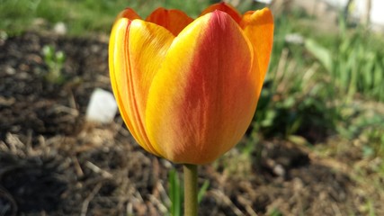 blooming tulip