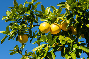 Clusters of grapefruits with visible rain drops hanging from tree ready to be harvested.