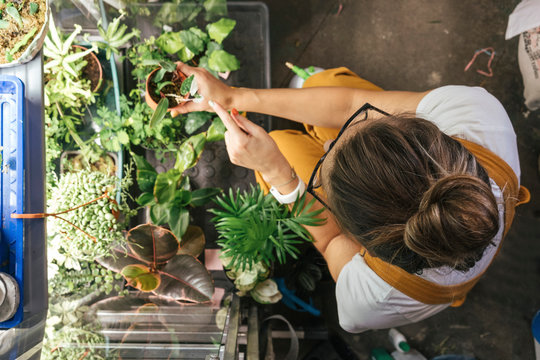 Top view of young woman caring for plants in a gardening shop