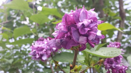 Lilac in bloom