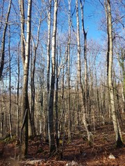 trees in forest