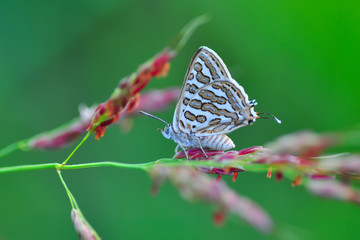 Closeup beautiful butterfly sitting on the flower.