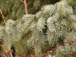 spruce lush branch with large thorns.