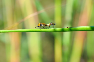 Macro shot of a robber fly 