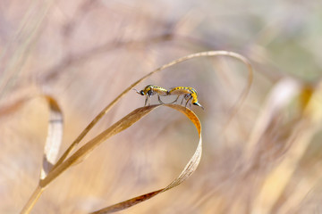 Macro shot of a robber fly 