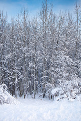 Close up of a snow covered forest after a winter snowstorm, vertical