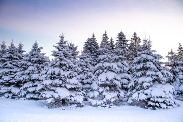 Fototapeta na wymiar Snow covered pine trees after a December snow storm