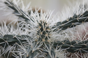 Stacheliger Kaktus als Detail close up Hintergrund