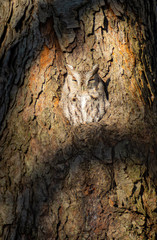 Screech Owl in a tree hole