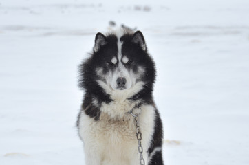 Canadian Eskimo Dog in Churchill during winter