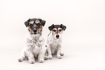 Two tricolor dogs are sitting in front of white background. Small pack of Jack Russell Terrier...