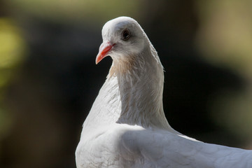 White pigeon