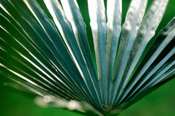 Blatt exotisch, tropisch, abstrakt als close up Hintergrund