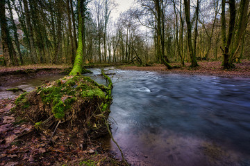 Obraz premium small river in the forest, long exposure