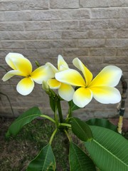 Plumeria white and yellow