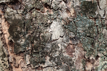 Embossed texture of the bark of old tree.