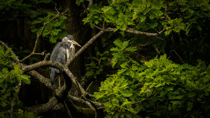 Fototapeta na wymiar Heron in tree