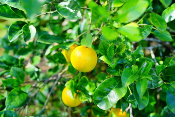 Orange hanging on a branch with green leaf as background