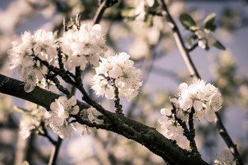 Apple blossom on a tree in spring, in the UK