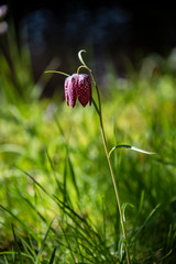 Fritillary, Fritillaria meleagris, snake's head fritillary, snake's head, chess flower. Flower in bloom, closeup.