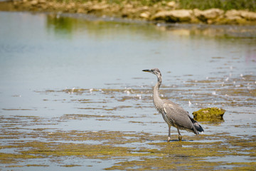 Grey Heron (Ardea cinerea) wading through shallow water, taken in England