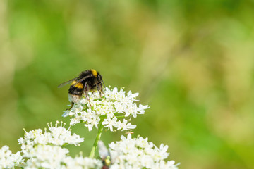 White-Tailed Bumblebee (Bombus lucorum), taken in the UK