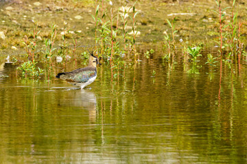 Lapwing (Vanellus vanellus) wading through shallow water, taken in England