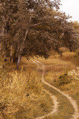Autumn wild forest. Well-trodden path, fallen yellow leaves and yellowed grass