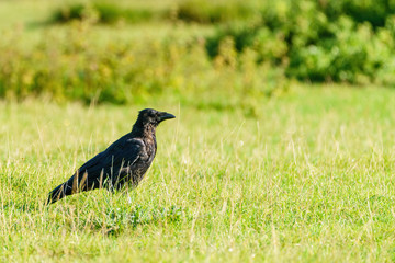 Carrion crow (Corvus corone), taken in the UK