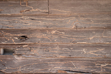 White ant infested aging teak weatherboards Thailand
