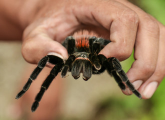 Tarantula in Belize