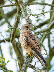 Common Kestrel (Falco tinnunculus) perhced low in a tree, taken in London, England