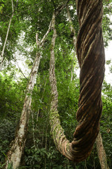 Water Vines