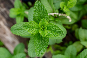 fresh mint leaves in the garden © Warrick