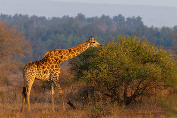 Giraffe (Giraffa camelopardalis) in the early morning sun, taken in South Africa