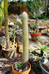 Beautiful cactus (Echinopsis mamillosa) in a pot in a garden