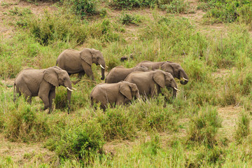 Naklejka na ściany i meble African Elephant (Loxodonta africana) herd moving through long grass, taken in South Africa