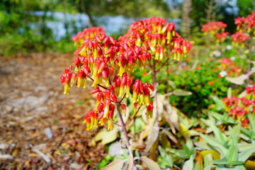 bryophyllum pinnatum flower bloom on the branches like the little lanterns shimmering in the sunshine