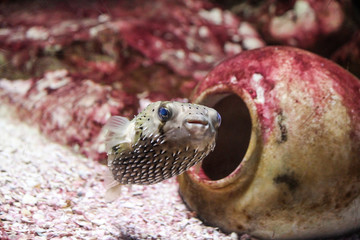 Blowfish