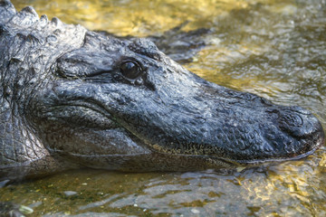 Fototapeta premium Alligator face