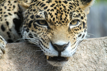Leopard teeth