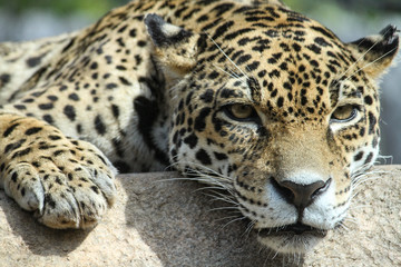 Fototapeta na wymiar Lazy leopard