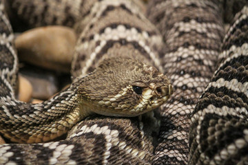 Rattlesnake