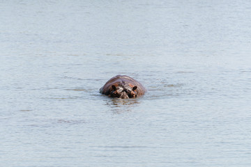 A Large Hippopotamus (Hippopotamus amphibius) partiallu submerged