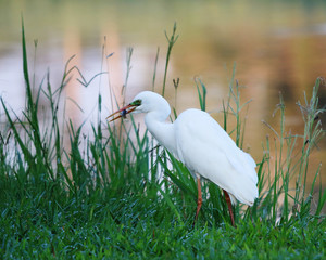 Egret catches a meal