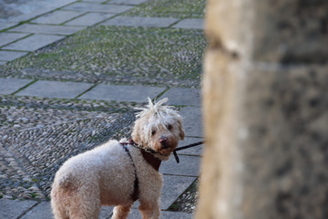 Funny white dog with raftas on the head hidden behind a wall