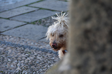 Funny white dog with raftas on the head hidden behind a wall