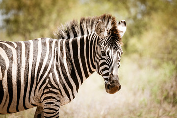 A Zebra (Equus quagga) in the bush in Kruger Park South Africa