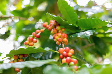 Fresh coffee fruit on tree