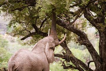 African Elephant (Loxodonta africana) feeding on branches from a tree, taken in South Africa
